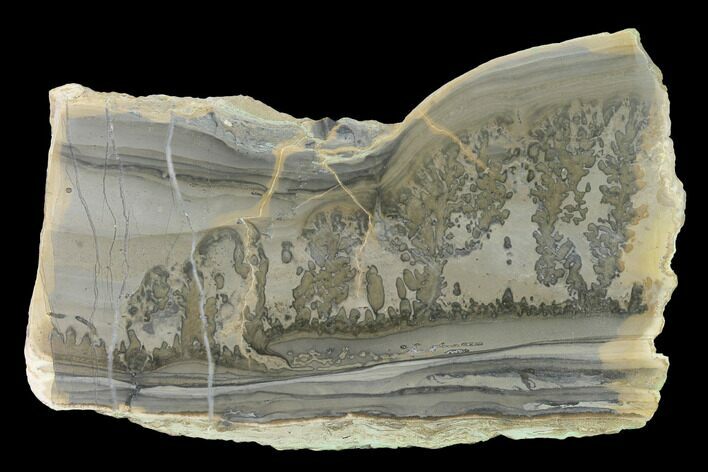 Triassic Aged Stromatolite Fossil - England #167386